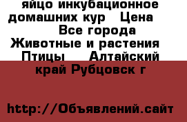 яйцо инкубационное домашних кур › Цена ­ 25 - Все города Животные и растения » Птицы   . Алтайский край,Рубцовск г.